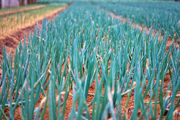 Onions are growing in farm field