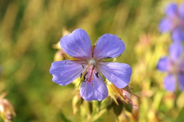 blue flower in the garden