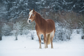 Haflinger im Schnee