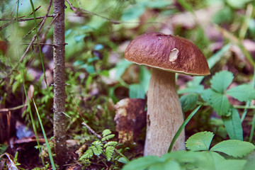 White mushroom(Boletus edulis) grows in the forest.The hat is in focus, the leg and the background blurred.