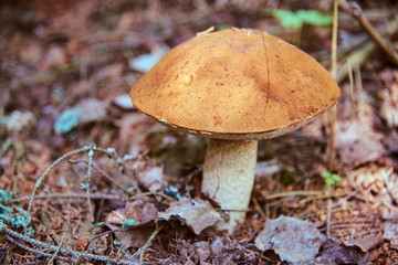 Mushroom boletus growing in dry spruce branches.