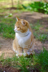 red tabby cat sits on lawn in nature, sunny summer day