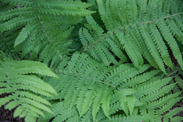 Natural summer botany background of tropical plants.