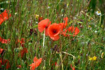 corn poppy or papaver rhoeas field in bavaria, poppies in bloom