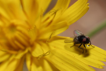 Fliege trinkt Wasser auf einer Blüte