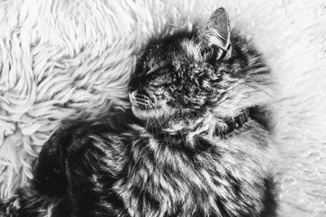 Black and white photography of sleeping tabby cat on white fluffy carpet. Black cat collar around neck. Persian cat. Taking a nap, animals sleep. Black and white photos