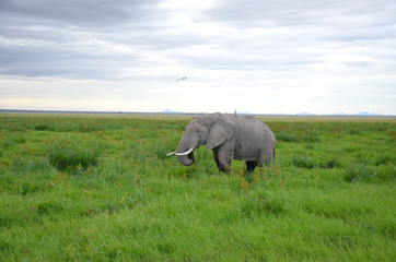 Naklejka na ściany i meble African Elephants during Kenya Safari