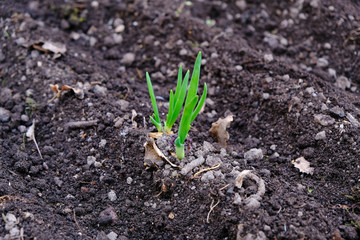 sprouts of onions on seedbed on black soil, concept of garden springtime work and new life