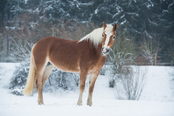 Haflinger im Schnee