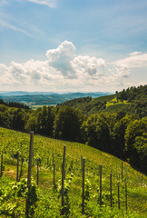 Fototapeta na wymiar Austrian vineyard in July, South styria Leibnitz area.
