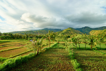 Fototapeta na wymiar A beautiful view on a vast green vale in Indonesia