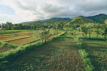A beautiful view on a vast green vale in Indonesia