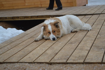 dog sitting on bench in park
