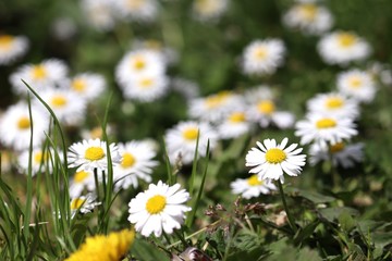 Fototapeta premium field of daisies
