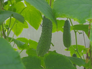 fresh cucumbers in a greenhouse