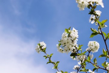 Cherry blossom 