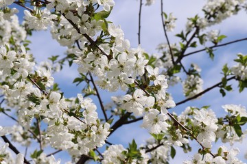 blooming cherry tree in spring 
