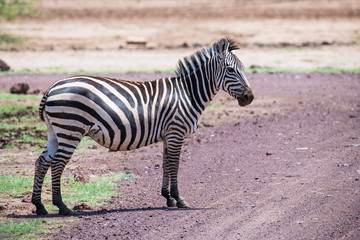 Fototapeta na wymiar Curious zebra staying on gravel road