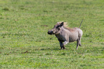 Naklejka na ściany i meble Happy warthog running on green grass