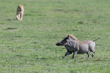 Fototapeta premium Warthog running and lion silhouette on the background