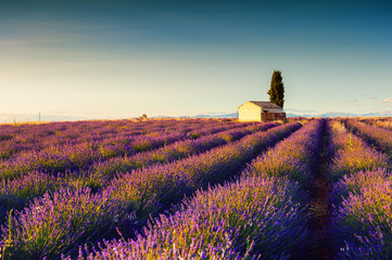 Lavender fields landscape at sunset near Valensole, Provence, France.