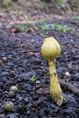 Yellow fungi in gravel near Kuranda in Tropical North Queensland, Australia