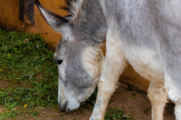 a gray donkey eating grass in its square