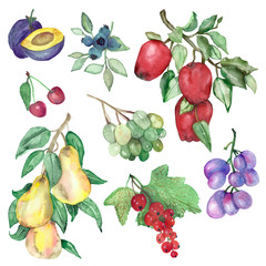 Set of watercolor fruits and berries isolated on white background. Hand-painted on paper, autumn illustration for beautiful menu design, labels, cards, invitations, banners.