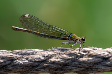 A dragonfly enjoys the sun lounging on a rope near by river