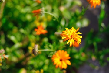 weisse blütenblätter - gerbera