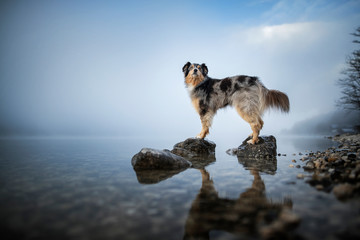 Australian Shepherd steht an einem Felsen in einem See. Wunderschöner Hund in atemberaubender Landschaft. © Anne