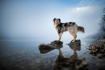 Australian Shepherd steht an einem Felsen in einem See. Wunderschöner Hund in atemberaubender Landschaft. © Anne