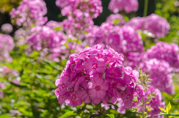Hydrangea blossom on sunny day. Flowering hortensia plant. Blossoming flowers in summer garden. Pink hydrangea in full bloom