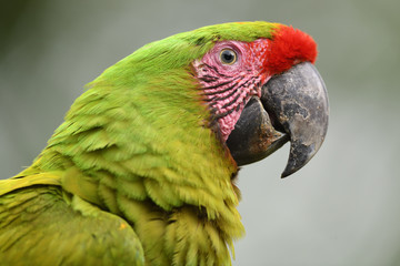 Great green macaw portrait