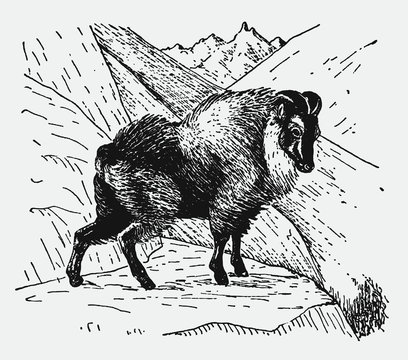 Himalayan tahr hemitragus jemlahicus standing in alpine region, after vintage engraving from early 20th century
