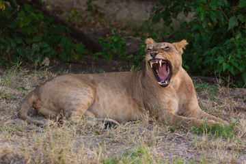 Fototapeta na wymiar Lioness relaxing and yawning in the shade on a hot day