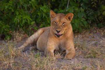 Fototapeta na wymiar Lioness relaxing in the shade on a hot day