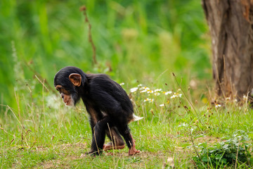 Chimpansenbaby