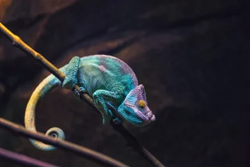 Selbstklebende Fototapeten Colorful chameleon turquoise color sleeping on a branch. © nikol85