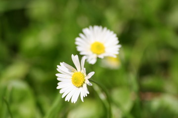 Fototapeta premium Gänseblümchen 2