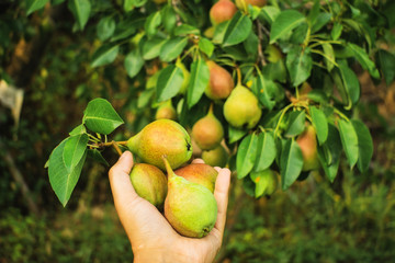 ripe pears on the tree fruit harvest