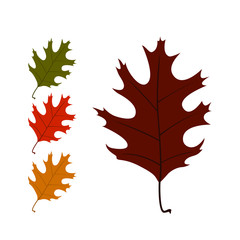 Obraz premium Leaves. Set of autumn leaves on white background