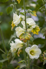 Many large white flowers like bells on one stem. Stem with hairs. The leaves are faded. Background green blurred. Selective focus. Vertical frame.