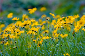 Obraz premium Many summer yellow wildflowers like daisies on a green background. Many flowers without leaves. The background is blurred. Selective focus.