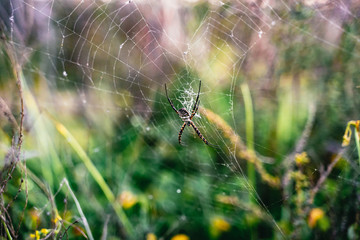 Intricate web of the Banded Garden Spider