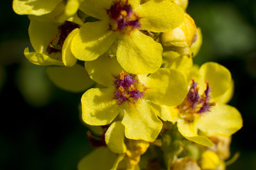 Beautiful growing flowers in the garden. Romance.
