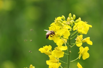 bee on rapeseed blossom 