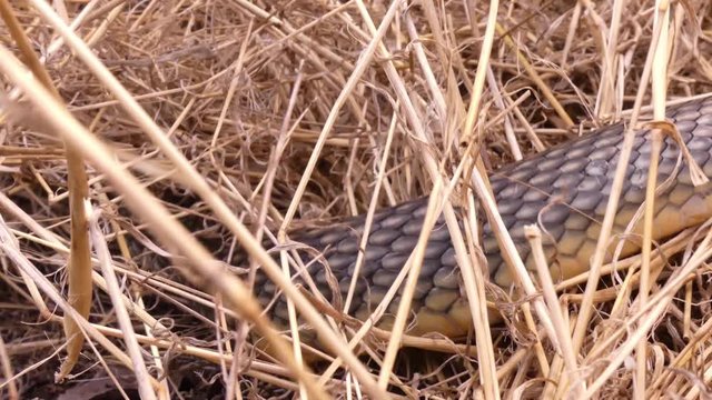 Caspian whipsnake (Coluber caspius or Dolichophis caspius) the largest snake in Europe. Length more than 2 meters. Crawls fast, swims well, climbs trees! Agrassive, but not poisonous.