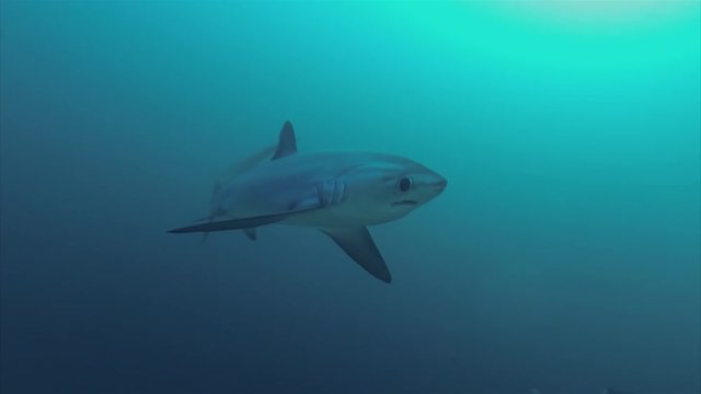 Thresher Shark Approaching Very Close Up On Philippines Coral Reeef At Malapascua Monad Shoal In The Visayan Sea