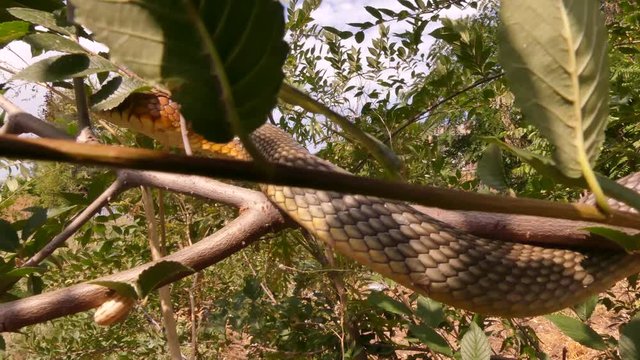 Caspian whipsnake (Coluber caspius or Dolichophis caspius) the largest snake in Europe. Length more than 2 meters. Crawls fast, swims well, climbs trees! Agrassive, but not poisonous.